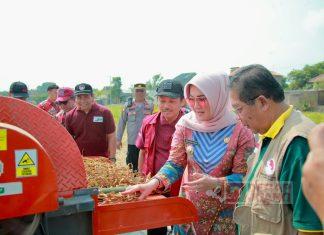 Sri Mulyani Panen Kedelai Bersama FKUB Klaten
