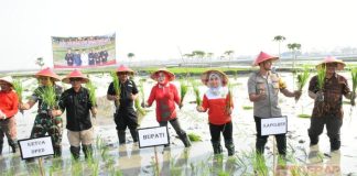 Sri Sumarni Tanam Padi MT 1 Bersama TNI-POLRI, di Lahan Padi Karangpaing.