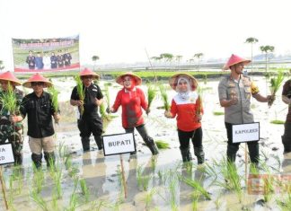 Sri Sumarni Tanam Padi MT 1 Bersama TNI-POLRI, di Lahan Padi Karangpaing.
