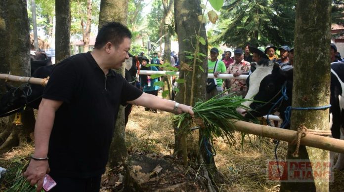 Dance memberi makan sapi dalam acara Gebyar Pangan, Sehatber dan ber Kualitas