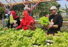 Dukung Anak Muda Bertani, Mbak Ita Gagas Program 'Petani Milenial'