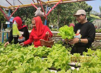 Dukung Anak Muda Bertani, Mbak Ita Gagas Program 'Petani Milenial'