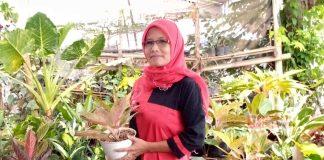 Kader PDI Perjuangan Magelang, Berjaya dalam Dunia Tanaman Hias Dea