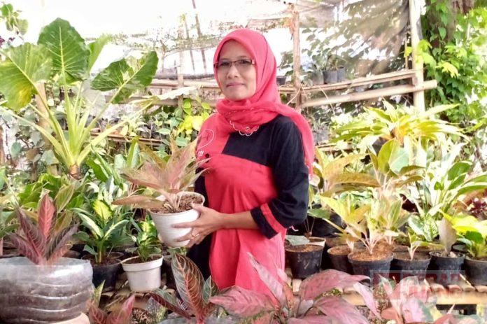 Simpatisan PDI Perjuangan, Siti Khalimatus Sakdiyah, Berjaya dalam Dunia Tanaman Hias di Magelang Dea
