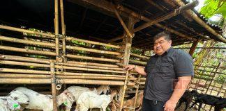 Ofan Realisasikan 22 Ekor Kambing di Kejawar Ofan