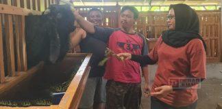 Sri Rejeki Sidak Kandang Peternak Breeding dan Kontes Kambing Sri Rejeki Sidak Kandang Peternak Breeding dan Kontes Kambing