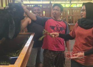 Sri Rejeki Sidak Kandang Peternak Breeding dan Kontes Kambing Sri Rejeki Sidak Kandang Peternak Breeding dan Kontes Kambing