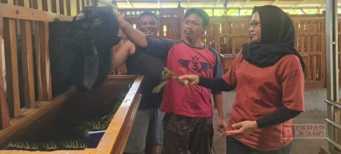 Sri Rejeki Sidak Kandang Peternak Breeding dan Kontes Kambing Sri Rejeki Sidak Kandang Peternak Breeding dan Kontes Kambing