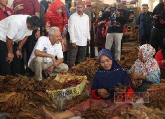 Ganjar Temui Para Petani Tembakau di Klaten, Dorong Jateng Jadi Pusat Tembakau Dunia Ganjar Temui Para Petani Tembakau di Klaten, Dorong Jateng Jadi Pusat Tembakau Dunia