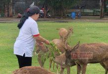 Beri Pakan Rusa, Mbak Puan Seolah Siratkan Falsafah Hidup Puan Maharani
