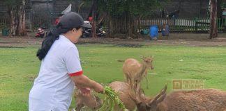 Beri Pakan Rusa, Mbak Puan Seolah Siratkan Falsafah Hidup Puan Maharani