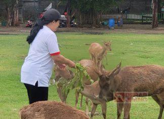 Beri Pakan Rusa, Mbak Puan Seolah Siratkan Falsafah Hidup Puan Maharani