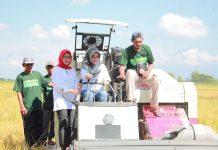 Panen Raya 2024 Alami Surplus, Sri Mulyani Harap Harga Bahan Pangan Dapat Turun