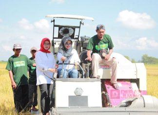 Panen Raya 2024 Alami Surplus, Sri Mulyani Harap Harga Bahan Pangan Dapat Turun