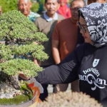 Bupati Yuni Buka Pameran dan Kontes Bonsai