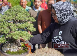 Bupati Yuni Buka Pameran dan Kontes Bonsai