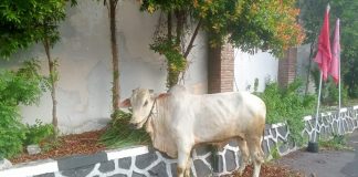 DPD PDI Perjuangan Jawa Tengah Akan Sembelih Lima Hewan Kurban