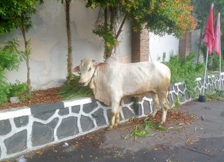 DPD PDI Perjuangan Jawa Tengah Akan Sembelih Lima Hewan Kurban