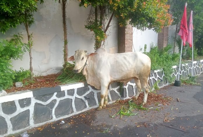 DPD PDI Perjuangan Jawa Tengah Akan Sembelih Lima Ekor Sapi