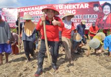 Taufik: Jagung Bisa Gantikan Nasi Sebagai Makanan Pokok Taufik Nurhidayat