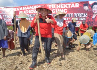 Taufik: Jagung Bisa Gantikan Nasi Sebagai Makanan Pokok Taufik Nurhidayat
