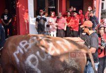 Rayakan Idul Adha, DPC PDI Perjuangan Sukoharjo Sembelih 7 Ekor Sapi Rayakan Idul Adha, DPC PDI Perjuangan Sukoharjo Sembelih 7 Ekor Sapi