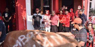 Rayakan Idul Adha, DPC PDI Perjuangan Sukoharjo Sembelih 7 Ekor Sapi Rayakan Idul Adha, DPC PDI Perjuangan Sukoharjo Sembelih 7 Ekor Sapi