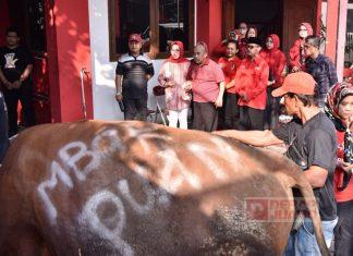 Rayakan Idul Adha, DPC PDI Perjuangan Sukoharjo Sembelih 7 Ekor Sapi