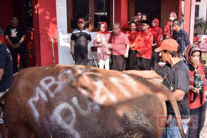 Rayakan Idul Adha, DPC PDI Perjuangan Sukoharjo Sembelih 7 Ekor Sapi