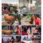 kolase kurban 1