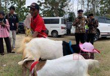 Bayu Ikut Ramaikan Festival Kambing Lumbir 2024