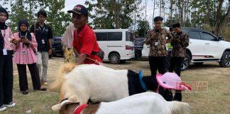 Bayu Ikut Ramaikan Festival Kambing Lumbir 2024