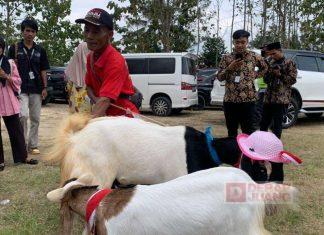 Bayu Ikut Ramaikan Festival Kambing Lumbir 2024