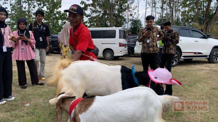 Bayu Ikut Ramaikan Festival Kambing Lumbir 2024