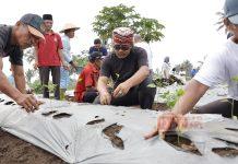 HUT Temanggung Ke-190, Agus Tanam Cabai Bersama Petani Agus Setyawan