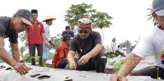 HUT Temanggung Ke-190, Agus Tanam Cabai Bersama Petani Agus Setyawan