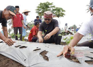 HUT Temanggung Ke-190, Agus Tanam Cabai Bersama Petani Agus Setyawan
