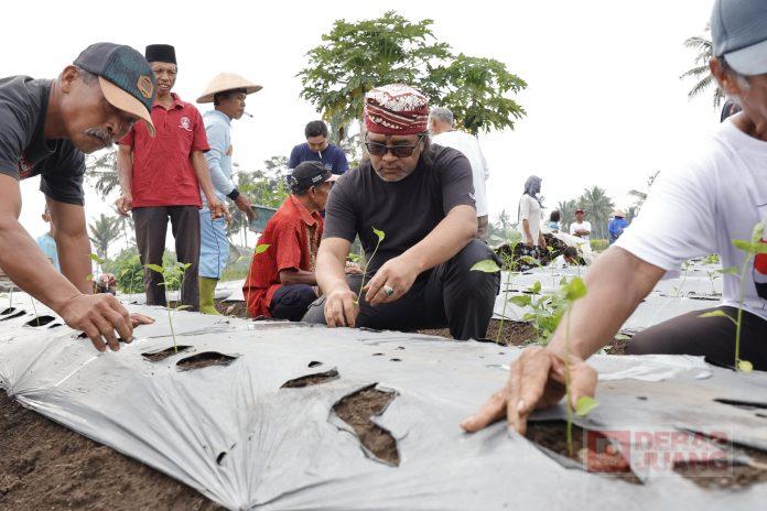 HUT Temanggung Ke-190, Agus Tanam Cabai Bersama Petani Agus Setyawan