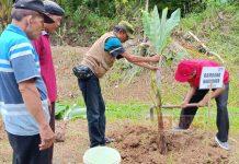 Meriahkan HUT PDI Perjuangan ke-52, BHB Tanam Pohon Bahan Makanan Pengganti Beras