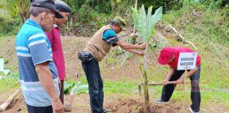 Meriahkan HUT PDI Perjuangan ke-52, BHB Tanam Pohon Bahan Makanan Pengganti Beras