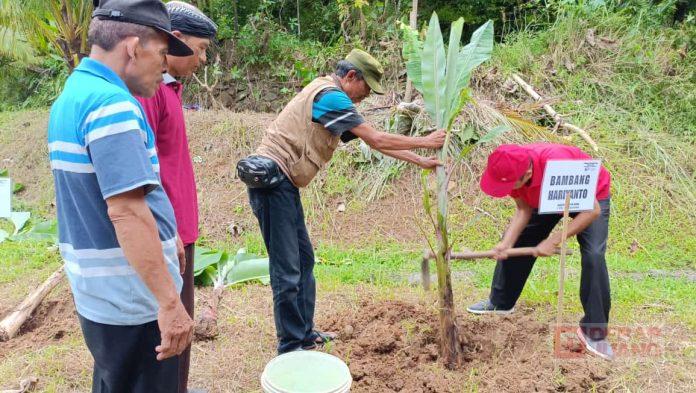 Meriahkan HUT PDI Perjuangan ke-52, BHB Tanam Pohon Bahan Makanan Pengganti Beras2