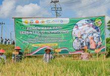 Bupati Sadewo Hadiri Panen Padi Serentak Bersama Presiden RI Secara Daring