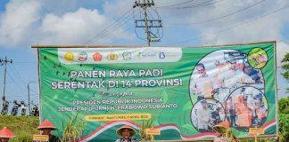 Bupati Sadewo Hadiri Panen Padi Serentak Bersama Presiden RI Secara Daring