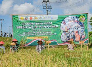 Bupati Sadewo Hadiri Panen Padi Serentak Bersama Presiden RI Secara Daring