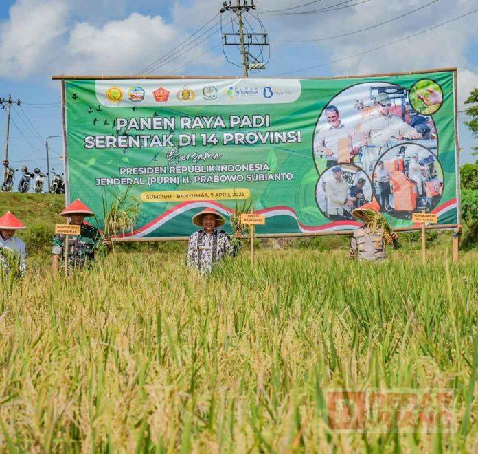 Bupati Sadewo Hadiri Panen Padi Serentak Bersama Presiden RI Secara Daring