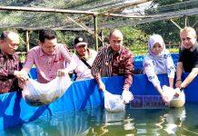 Dorong Ketahanan Pangan dan Ekonomi Lokal, Bupati Sadewo Serahkan Bantuan Bibit Ikan dan Ternak